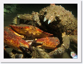 2008-12-11 Redondo Night Dive * (81 Slides)